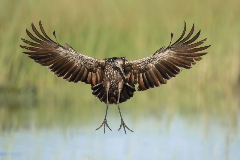 Limpkin-braking-to-land-_DSC8427-Indian-Lake-Estates-FL