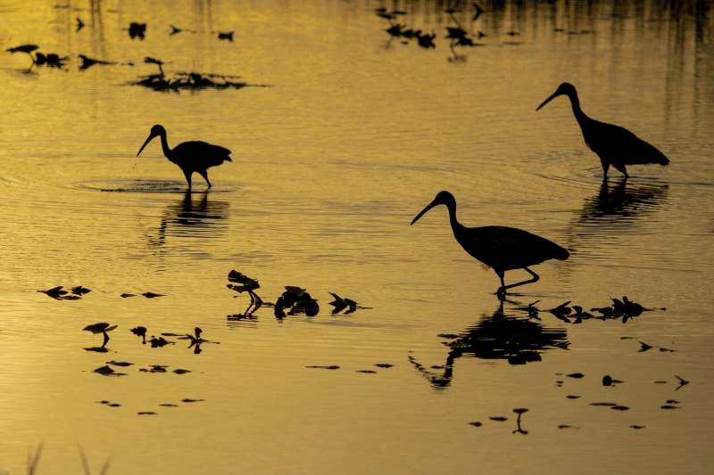 Limpkins-foraging-at-sunset-_DSC8986-Indian-Lake-Estates-FL