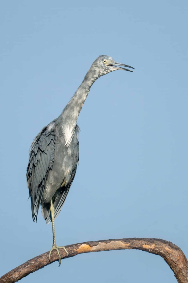 Little-Blue-Heron-3200-one-year-old-_DSC0555-Indian-Lake-Estates-FL