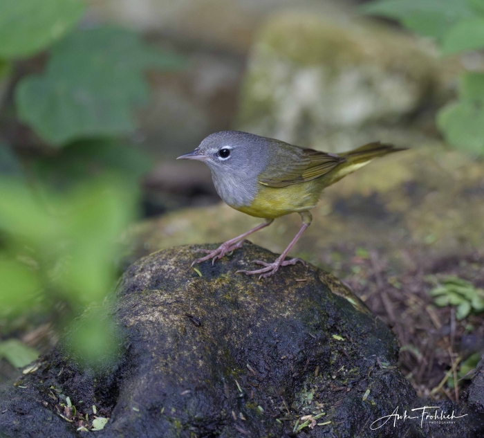 MacGillivrays-3200-_by_Anke-Frohlich_DSC8341-SPI_TX