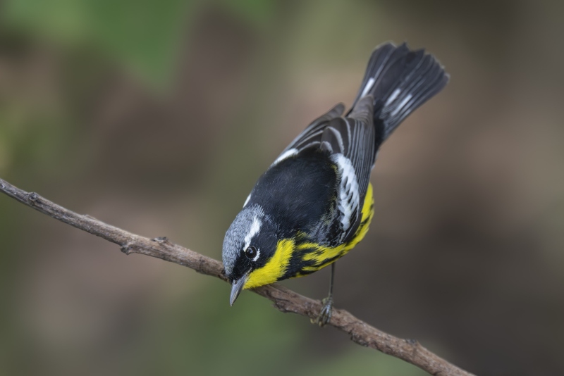 Magnolia-Warbler-3200-male-_DSC3075-South-Padre-Island-TX