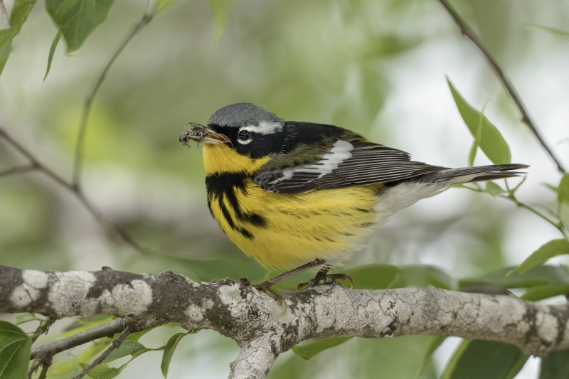 Magnolia-Warbler-3200-male-with-longhorn-beetle-_DSC0129-South-Padre-Island-TX