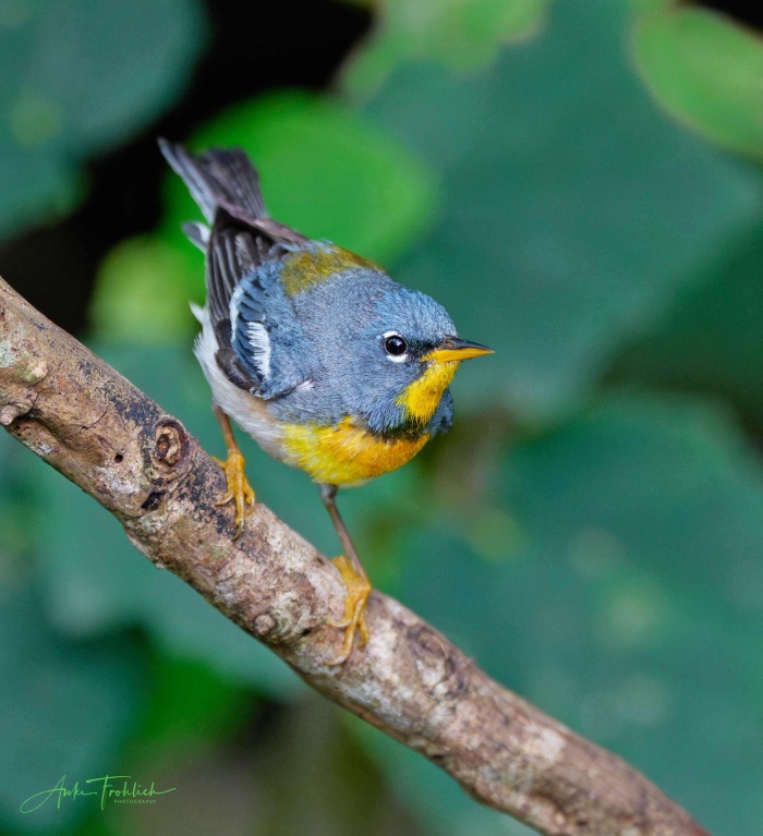 Northern-Parula_Anke-Frohlich_DSC6969-South-Padre-Island-TX