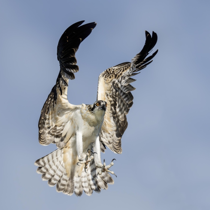 Osprey-3000-juvenile-male-braking-to-land-first-day-flying-_DSC8617-Indian-Lake-Estates-FL