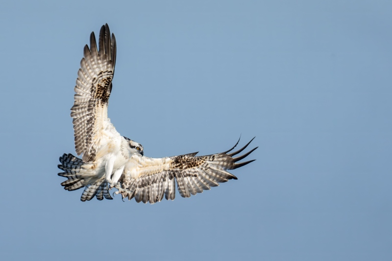 Osprey-3200-braking-to-land-GIGA-PX-_DSC9083-Indian-Lake-Estates-FL