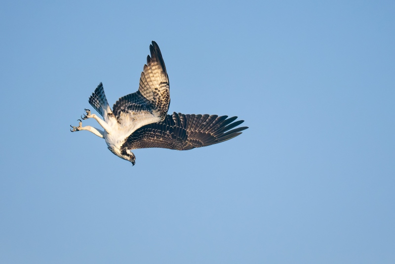 Osprey-3200-juvenile-beginning-dive-_DSC7300-Indian-Lake-Estates-FL