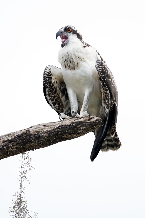 Osprey-3200-juvenile-female-begging-_DSC4340-Indian-Lake-Estates-FL