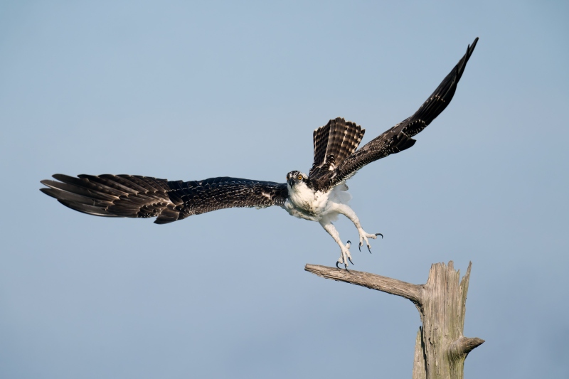 Osprey-3200-juvenile-female-taking-flight-_DSC1198-Indian-Lake-Estates-FL