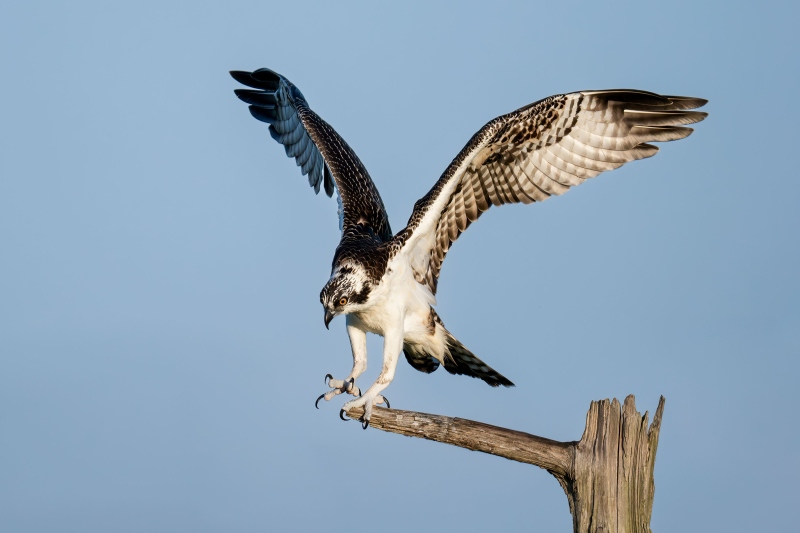 Osprey-3200-juvenile-male-with-wings-raised-_DSC5727-Indian-Lake-Estates-FL