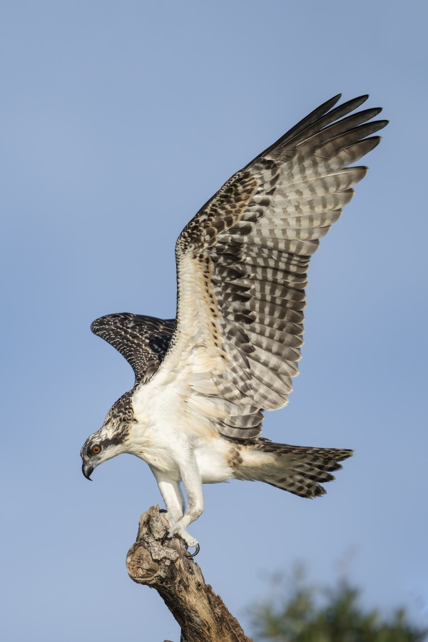 Osprey-3200-juvenile-male-with-wings-raised-for-balance-_DSC9952-Indian-Lake-Estates-FL