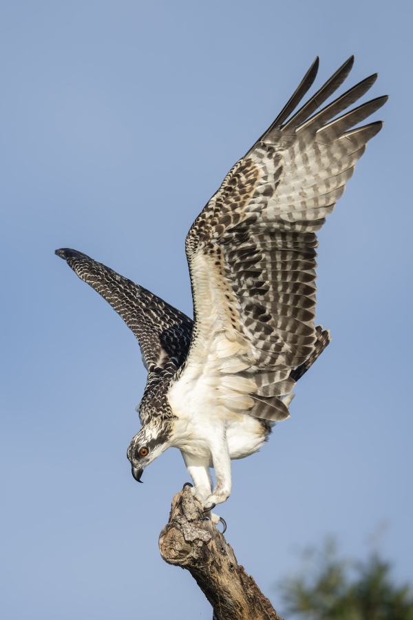 Osprey-3200-juvenile-male-with-wings-spread-for-balance-_DSC9941-Indian-Lake-Estates-FL