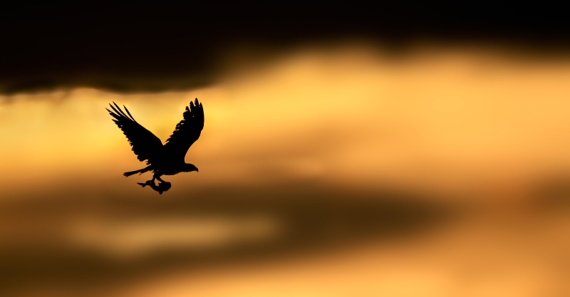 Osprey-3200-with-fish-at-sunrise-_DSC6135-Huguenot-Memorial-Park-Jacksonville-FL