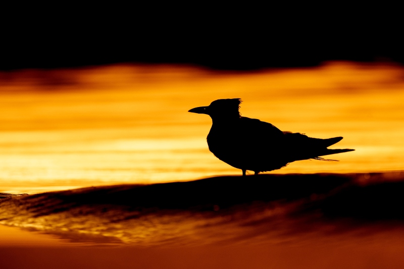 PUGs-sunrise26_July10_Jacksonville_18-Edit
