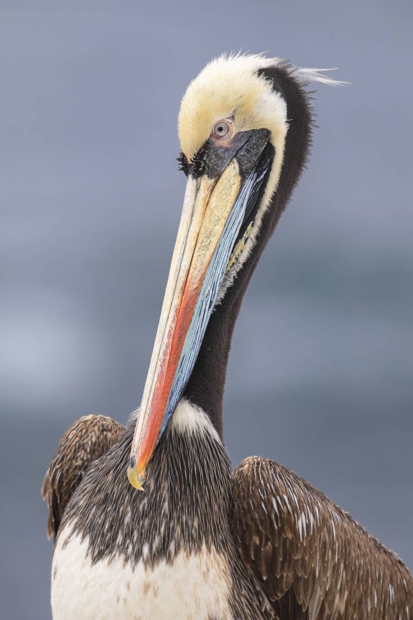 Peruvian-Pelican-3200-Pelecanus-thagus-_W5A9069-Vina-del-Mar-Chile