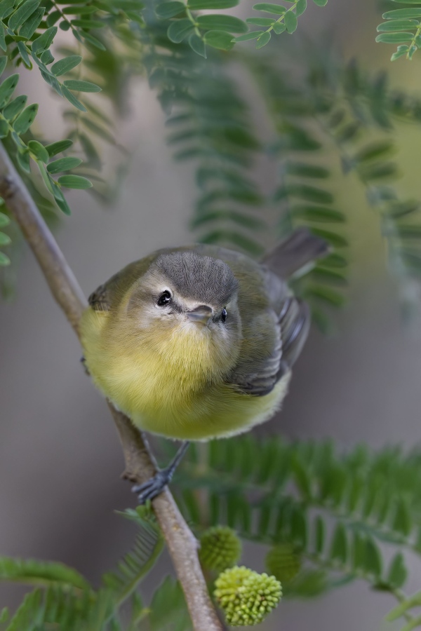 Philadephia-Vireo-3200-_DSC0219-South-Padre-Island-TX