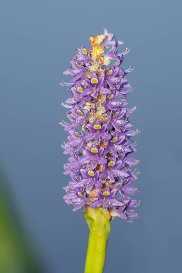 Pickerelweed-3200-flower-_DSC6692-Indian-Lake-Estates-FL