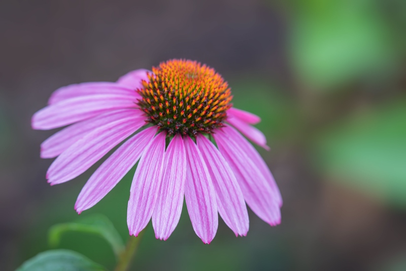 Purple-Coneflower-3200-blossom-_DSC2696-Lido-Beach-LI-NY