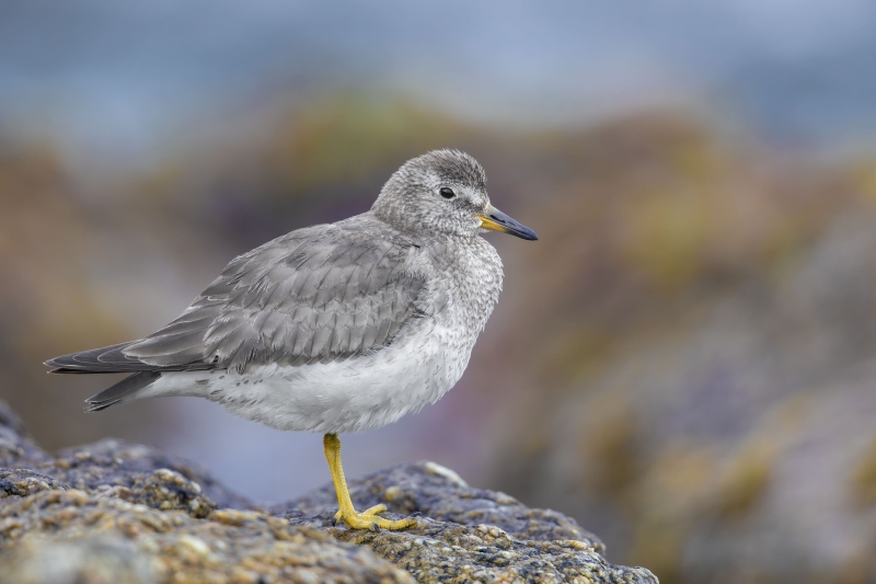 Red-Knot-3200-first-winter-plumage-_W5A7186-Vina-del-Mar-Chile
