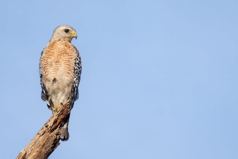 Red-shouldered-Hawk-3200-PAT-_DSC8893