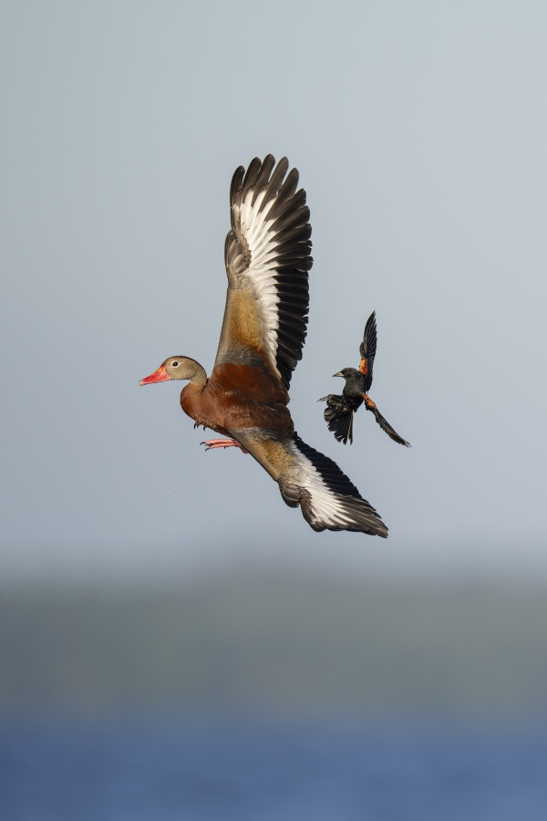 Red-winged-Blackbird-3200-harrassing-Black-bellied-Whistling-Duck-_DSC8239-Indian-Lake-Estates-FL