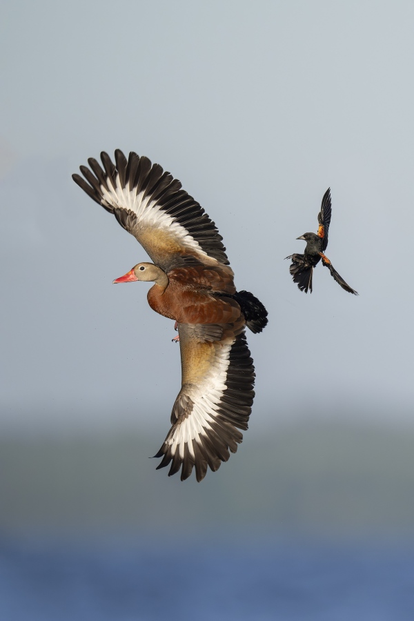 Red-winged-Blackbird-3200-harrassing-Black-bellied-Whistling-Duck-in-flight-COMPOSITE-w-wing-repair-_DSC8240-Indian-Lake-Estates-FL