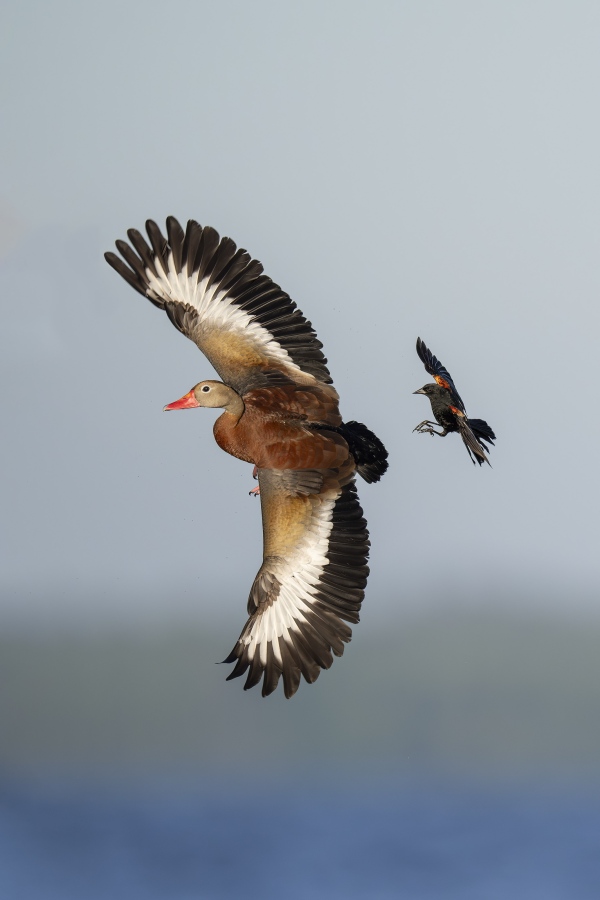 Red-winged-Blackbird-3200-harrassing-Black-bellied-Whistling-Duck-in-flight-_DSC8240-Indian-Lake-Estates-FL