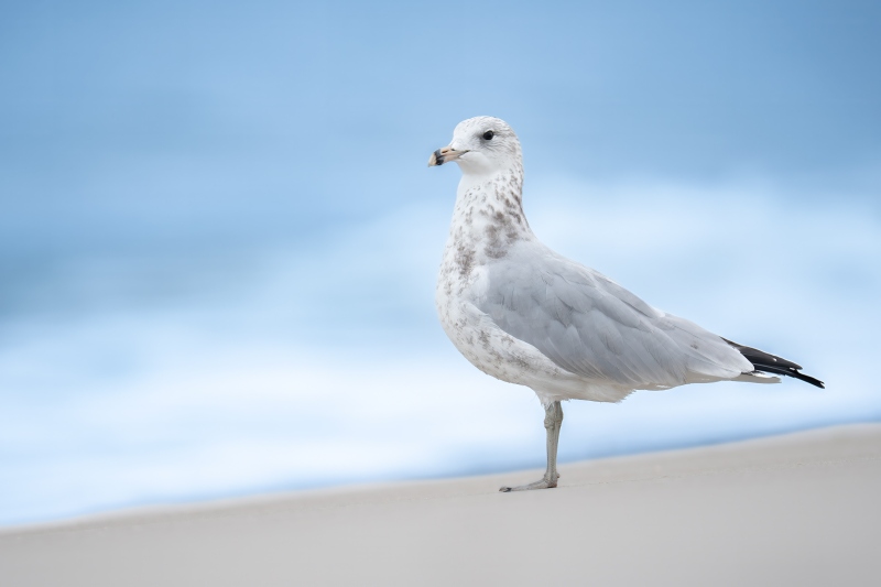 Ring-billed-Gull-3200-1-15-second-_DSC6747-Nickerson-Beach-Park-Lideo-Beach-LI-NY