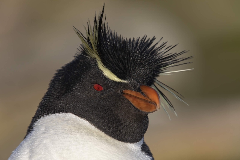 Rockhopper-Penguin-3200-with-crest-raised-_W5A8867-The-Rookery-Saunders-I.-Falklands