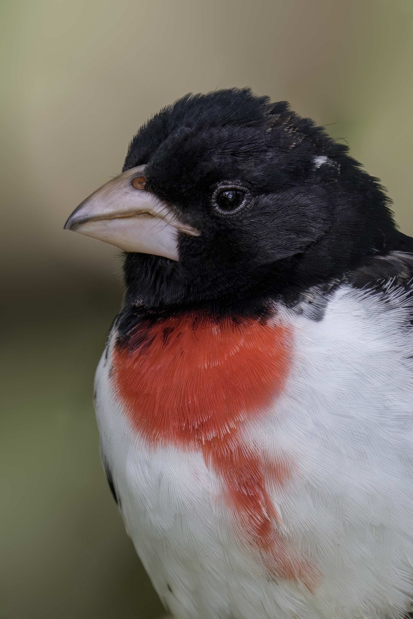 Rose-breasted-Grosbeak-3200-SR-male-face-and-breast-_DSC4449-South-Padre-Island-TX-