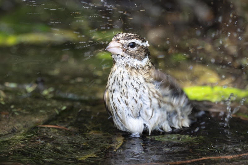 Rose-breasted-Grosbeak-3200-female-bathing-_DSC4278-South-Padre-Island-TX-