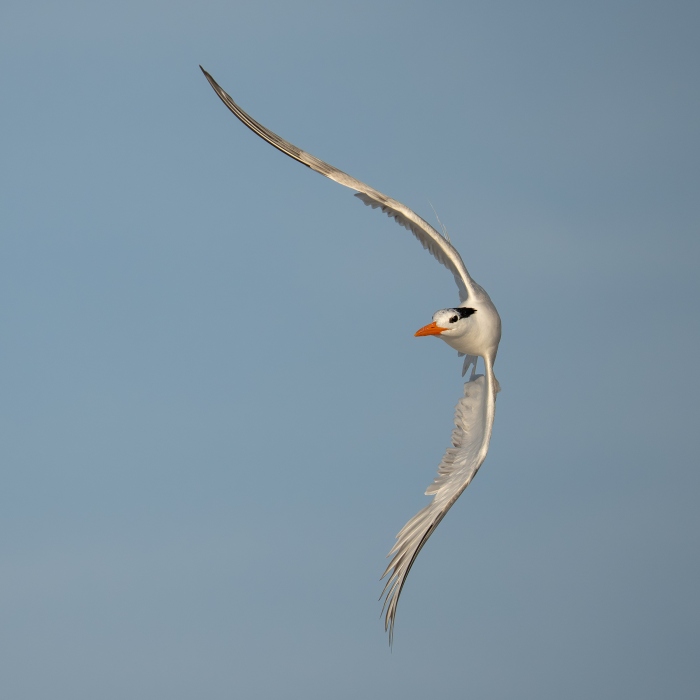 Royal-Tern-2400-braking-in-flight-during-turn-_DSC4890-Huguenot-Memorial-Park-Jacksonville-FL