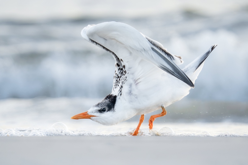Royal-Tern-3200-A-juvenile-finishing-double-overhead-wingstretch-_DSC1752-Huguenot-Memorial-Park-Jacksonville-FL