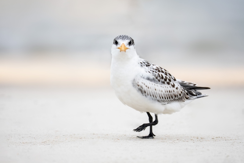 Royal-Tern-3200-RED-artie-large-chick-_DSC3328-Huguenot-Memorial-Park-Jacksonville-FL