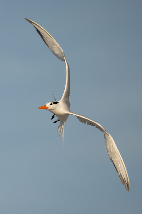 Royal-Tern-3200-SUP-RES-turning-in-flight-_DSC4886-Huguenot-Memorial-Park-Jacksonville-FL