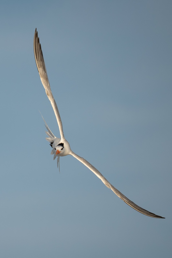 Royal-Tern-3200-SUP-RES-vertical-_DSC4894-Huguenot-Memorial-Park-Jacksonville-FL