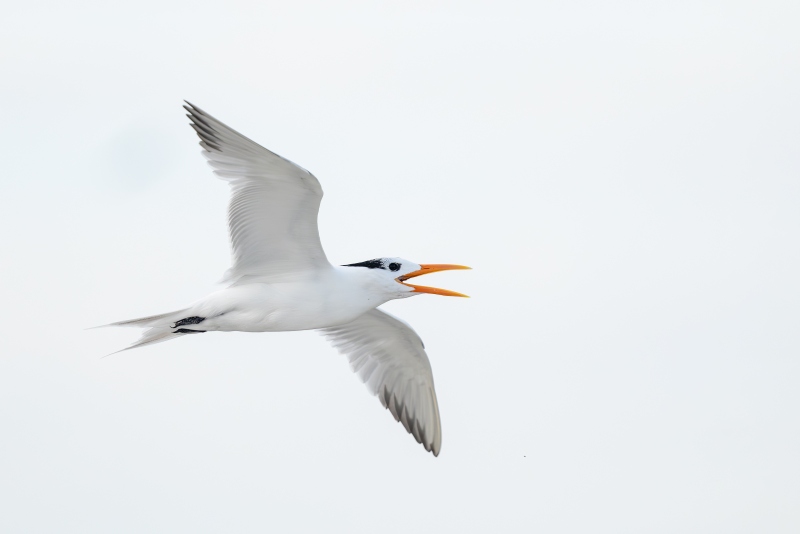 Royal-Tern-3200-calling-in-flight-RED-_DSC1787-Huguenot-Memorial-Park-Jacksonville-FL