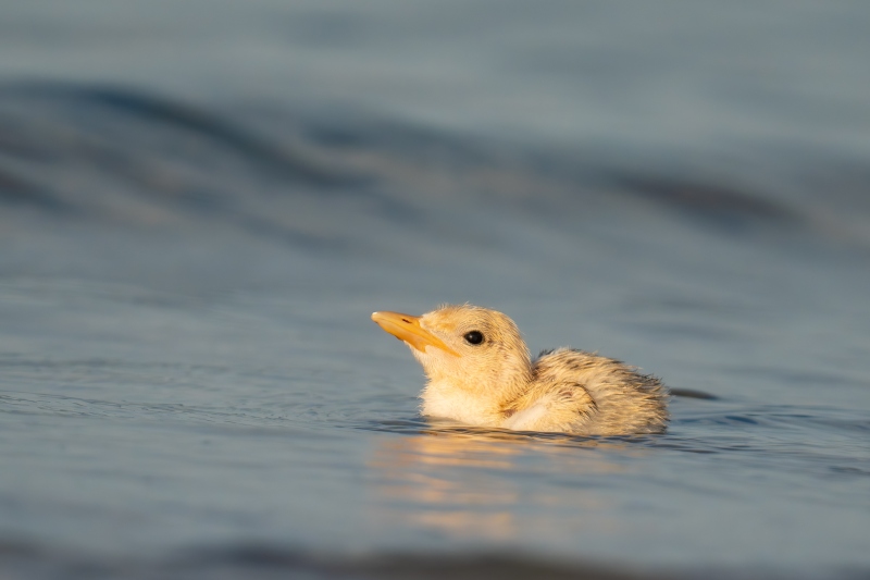 Royal-Tern-3200-chick-about-3-days-old-swimming-in-the-ocean-_DSC1966-Huguenot-Memorial-Park-Jacksonville-FL
