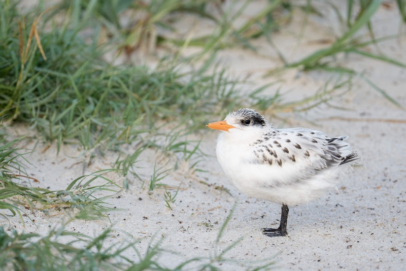 Royal-Tern-3200-chick-on-dune-RED-_DSC0144-Huguenot-Memorial-Park-Jacksonville-FL