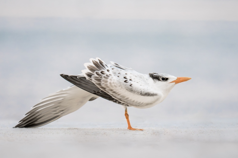 Royal-Tern-3200-fledgling-stretching-far-wing-_DSC9621-Huguenot-Memorial-Park-Jacksonville-FL