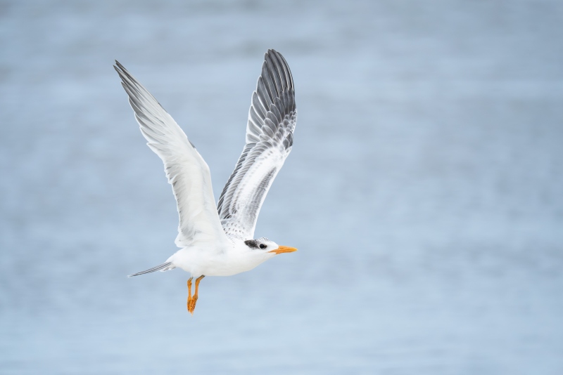 Royal-Tern-3200-fresh-juvenal-plumage-taking-flight-_DSC4655-Huguenot-Memorial-Park-Jacksonville-FL