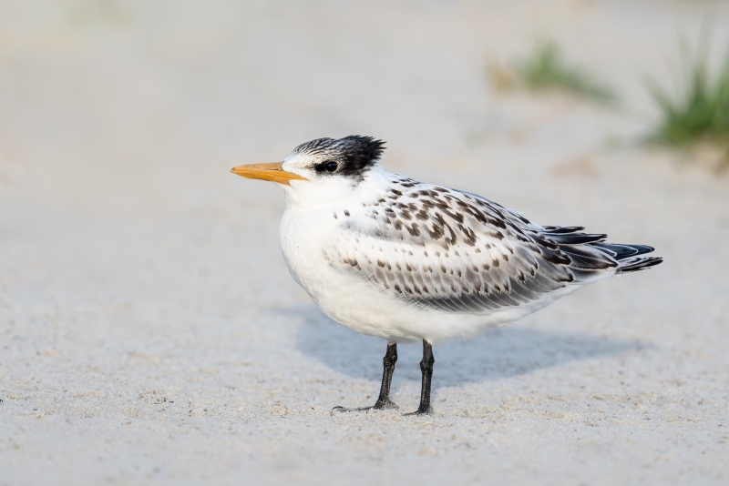 Royal-Tern-3200-large-chick-Jim-Dolgin-_DSC3990-Hughuenot-Park-Jacksonville