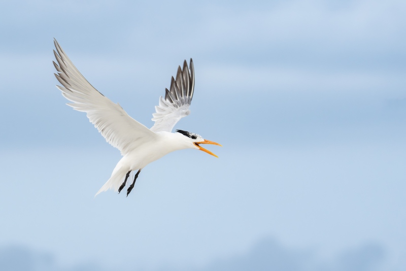Royal-Tern-3200-screamiing-above-chicks-on-beach-_DSC0786-Huguenot-Memorial-Park-Jacksonville-FL