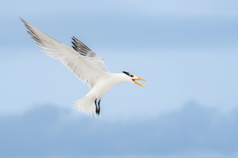 Royal-Tern-3200-screaming-above-chicks-on-beach-head-replaced-_DSC0779-Huguenot-Memorial-Park-Jacksonville-FL-2