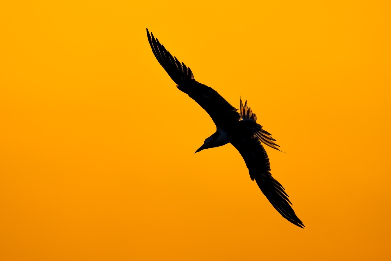 Royal-Tern-3200-swooping-at-sunrise-_DSC0577-Huguenot-Memorial-Park-Jacksonville-FL