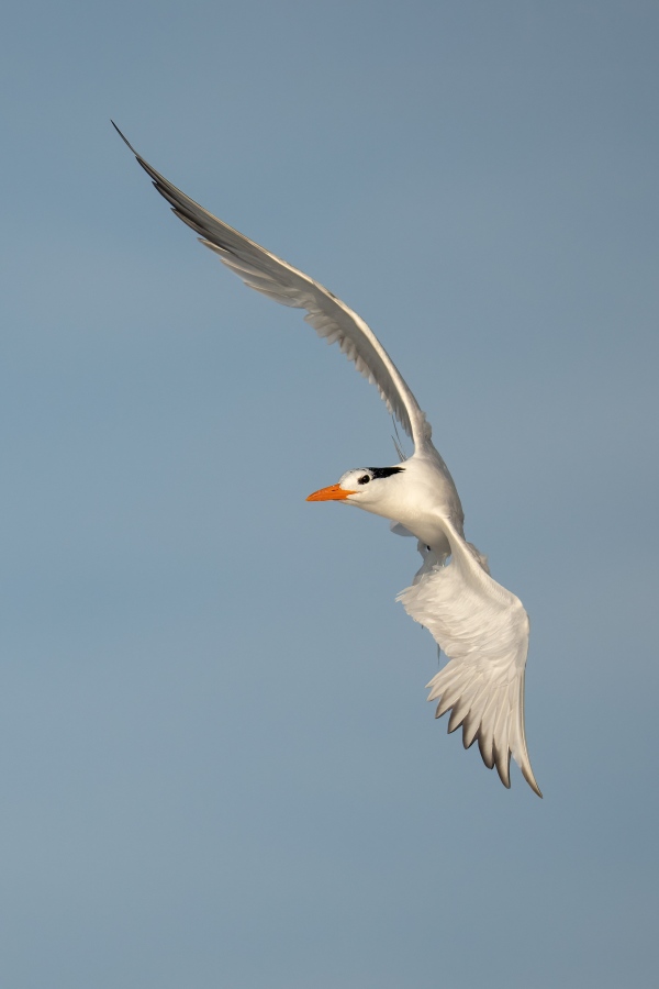 Royal-Tern-3200-turning-left-in-flight-_DSC4885-Huguenot-Memorial-Park-Jacksonville-FL