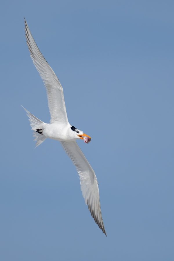 Royal-Tern-3200-with-fish-JIM-DOLGIN-_DSC5904-Hugeunot-Park-Jacksonville