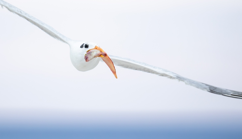 Royal-Tern-3200-with-pink-red-fish-_DSC2059-Huguenot-Memorial-Park-Jacksonville-FL