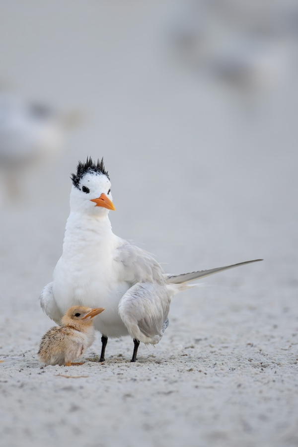 Royal-Tern-3200-with-small-chick-Raymond-C-Murray-342A7820