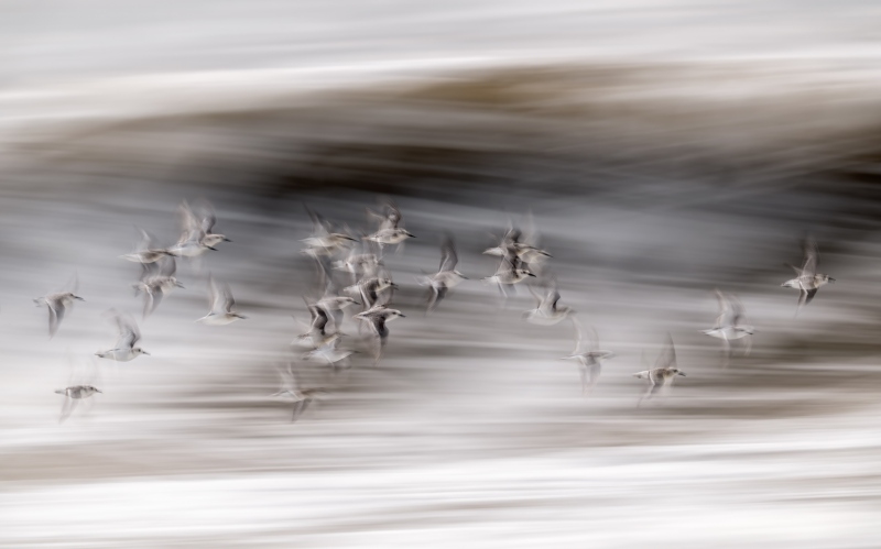 Sanderling-3200-flock-blur-in-front-of-large-wave-_DSC4659-Nickerson-Beach-Park-Lido-Beach-NY