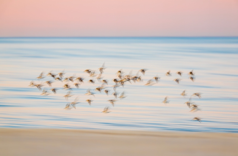 Sanderling-3200-flock-pre-dawn-blur-_DSC6728-Nickerson-Beach-Park-Lideo-Beach-LI-NY